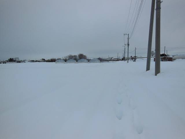 雪かぁ